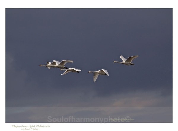 Whooper Swans - Wildlife Wildlife