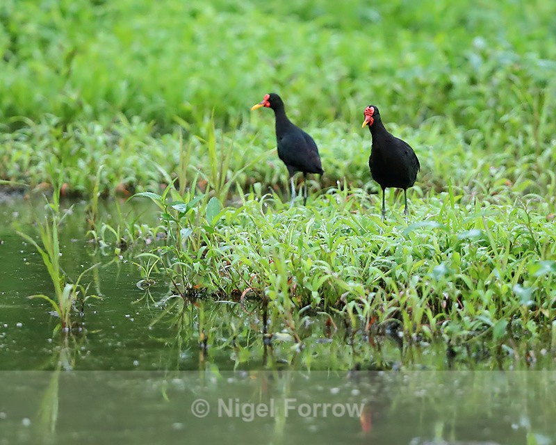 Wattled Jacanas, Gamboa, Panama - Wattled Jacana