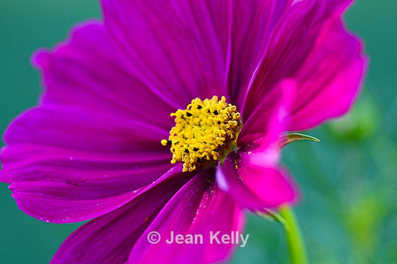 Flower Cosmos - DSC_4368_00041 - Purple