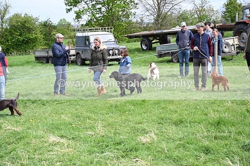 WJ6_8807 - Class 8 Best Working / Gun Dog or Bitch