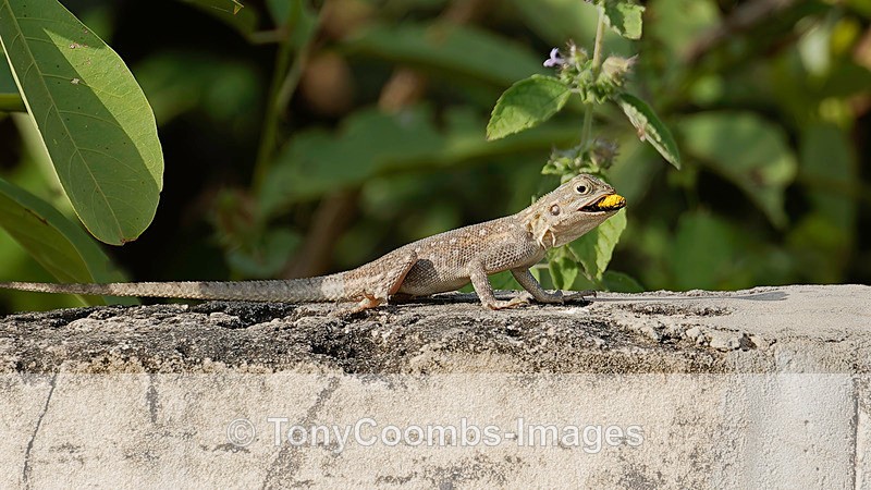 Agama Lizard - The Gambia