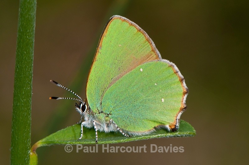 - Bugs: Butterflies