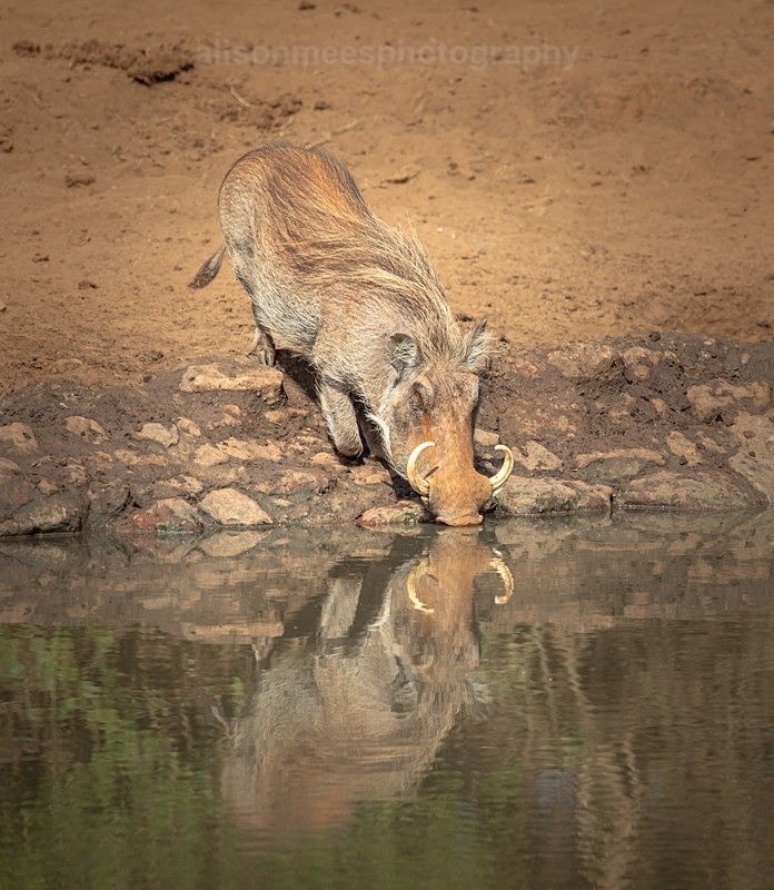  - African Safaris