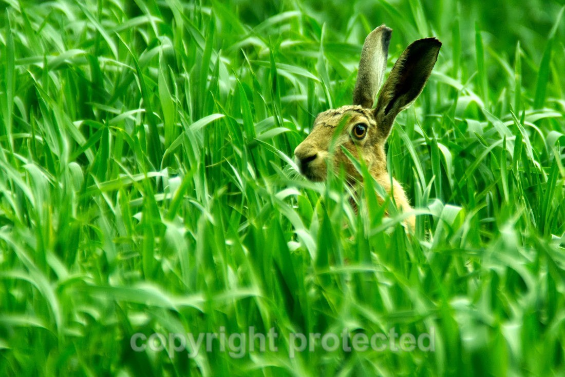 European Hare - Farmland - Suffolk - Mammals