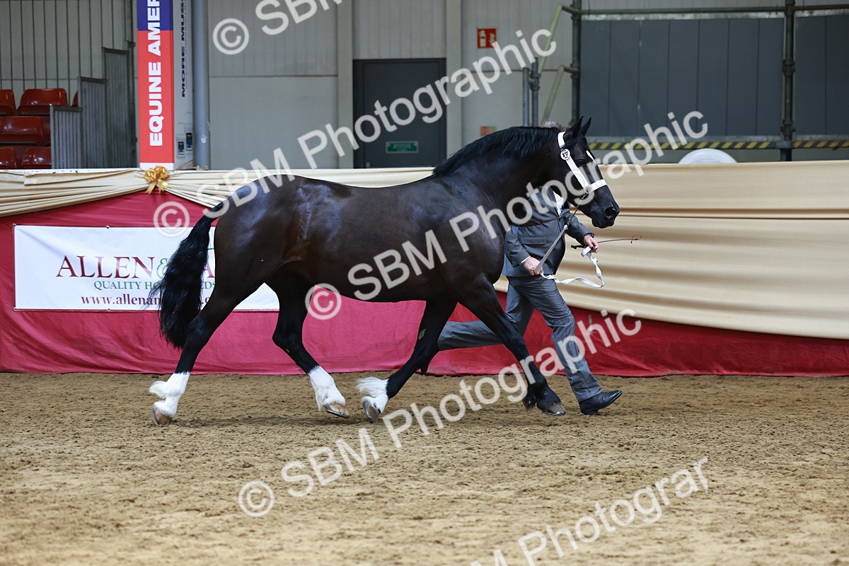 SBM_23051 - Class 903 - Supreme Final - IH Pre Vet