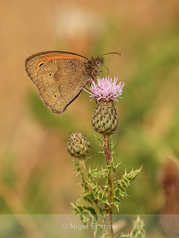 Meadow Brown (male) feeding on Creeping Thistle, Seacombe, Dorset - INSECTS