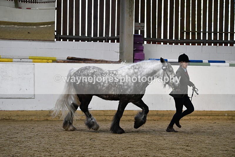 WJ5_5629 - Morning in hand Championship