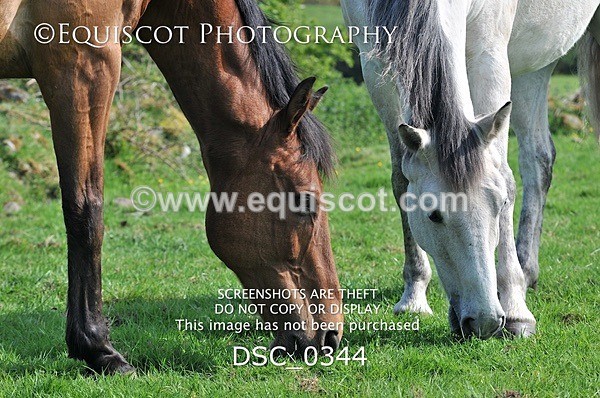 DSC_0344 - ARCHIVE REQUEST - Quincy and Guinness