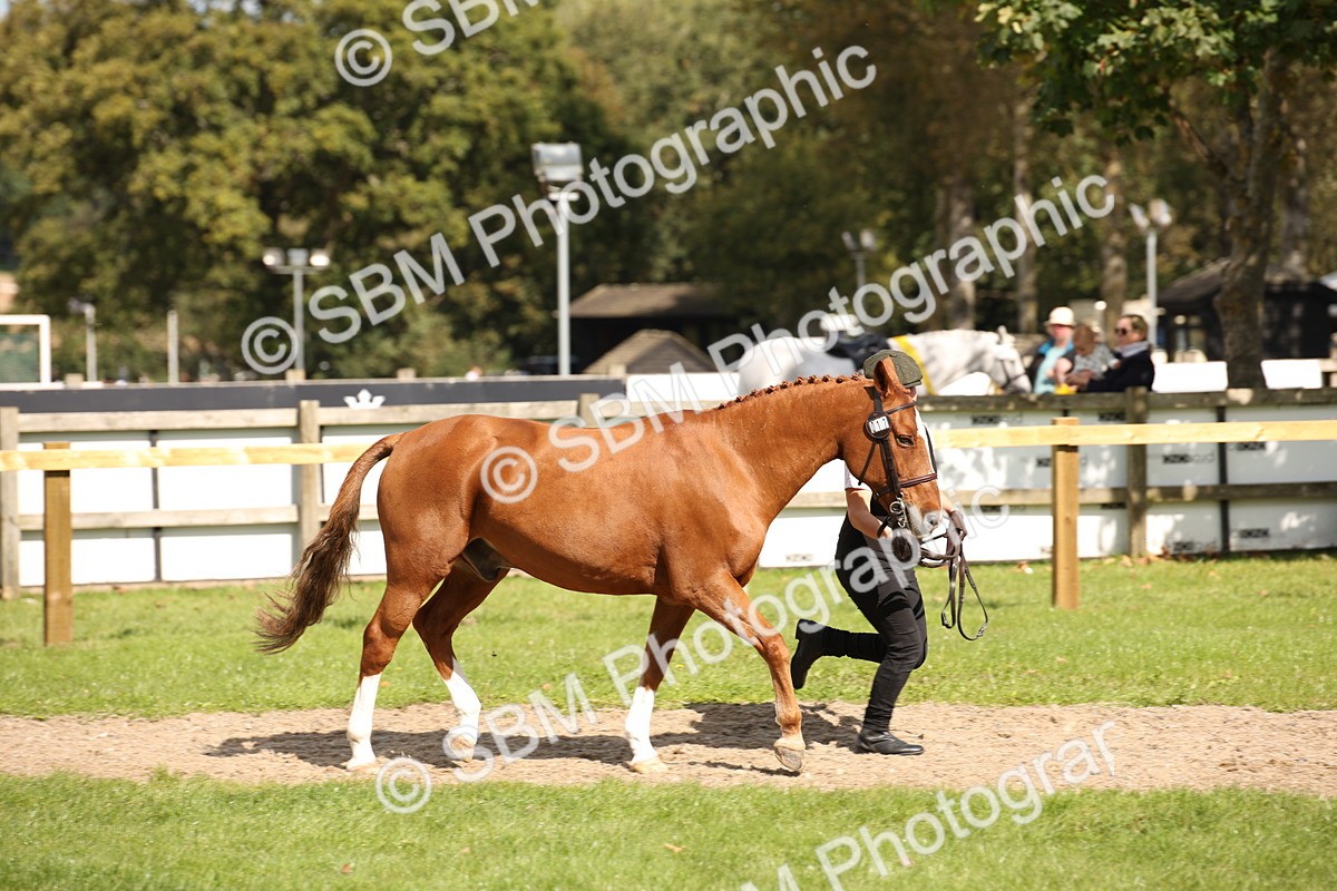 SBM_44392 - S24 - Young Veteran in hand