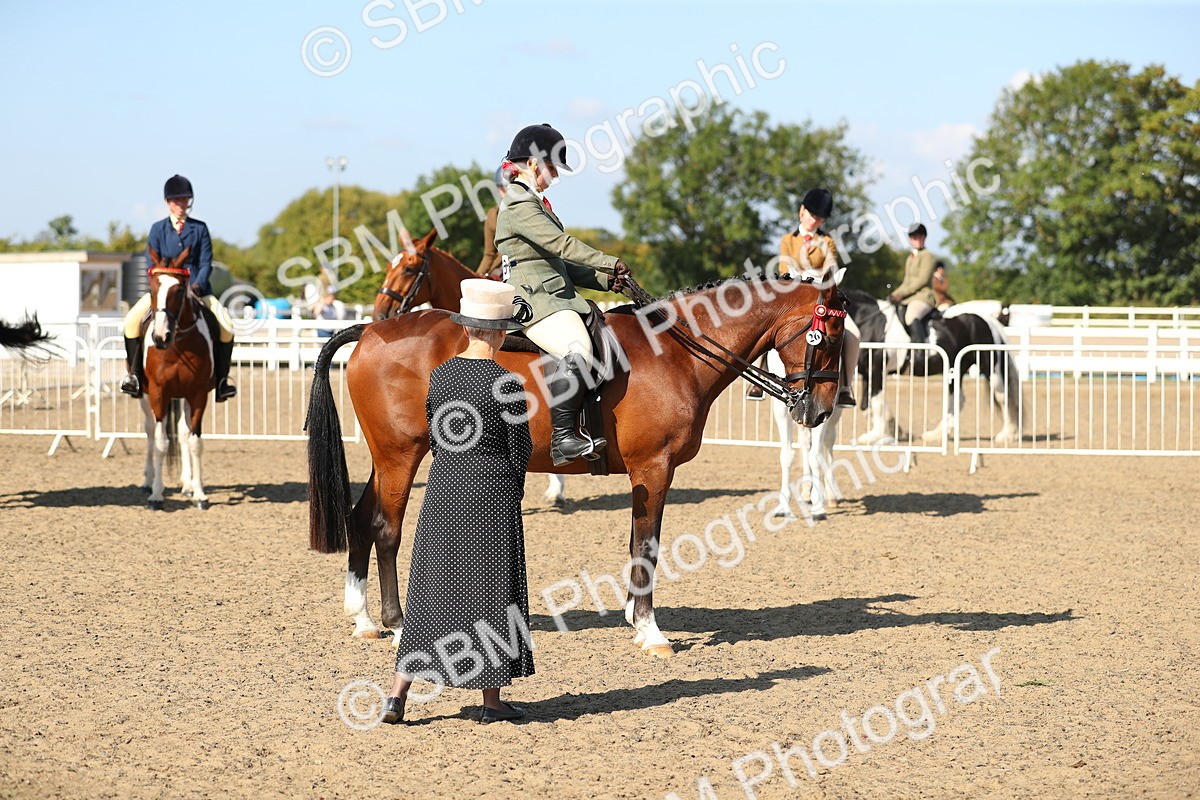 SBM_02320 - Class 43 Ridden Competition Horse/Pony