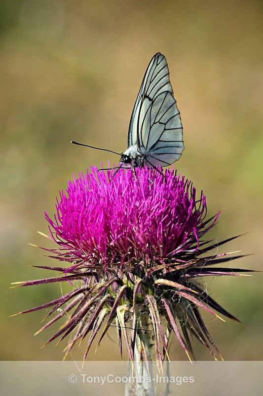 Black-veined White - Lesvos ~ Various Other