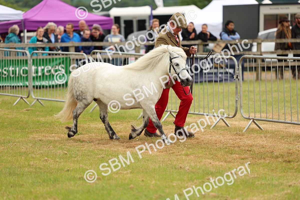 SBM_03595 - Class 58-67 - M&M Non Welsh Pony In hand
