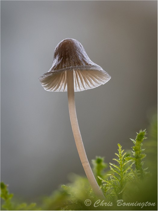 Mycena 2 - Other nature