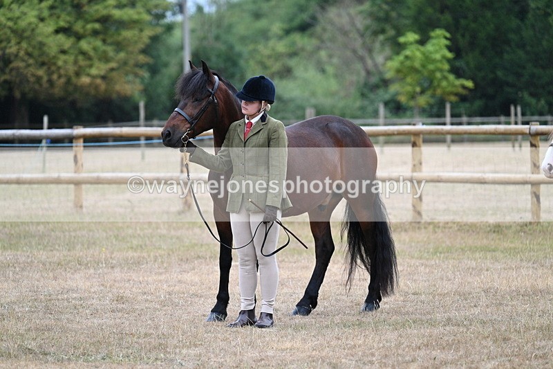 WJ7_9609 - Class 5 Most Handsome Gelding (up to 14.2hh)