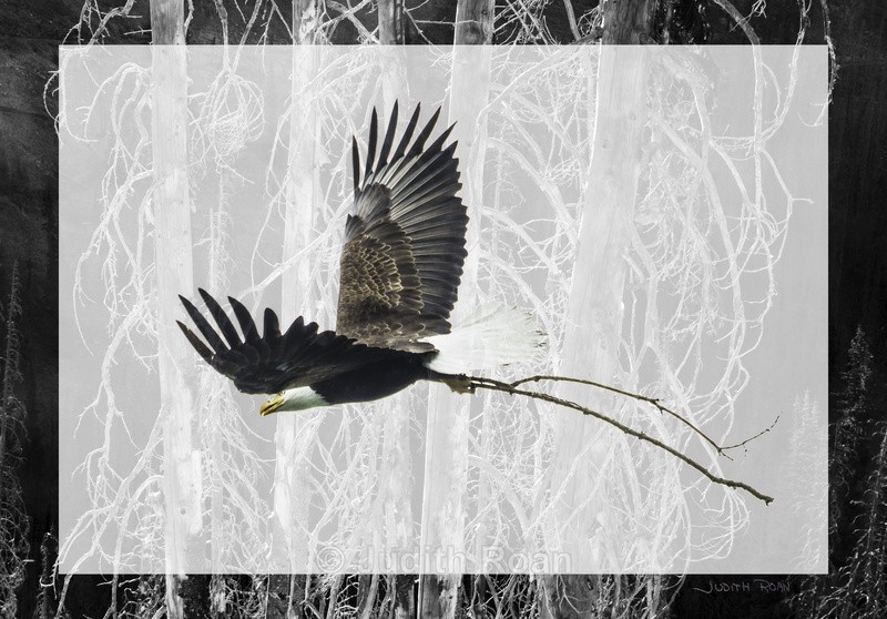 Eagle with Silver Trees - Photo Montages
