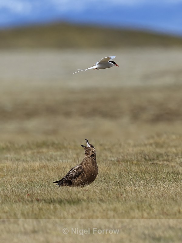 Arctic Tern buzzes Great Skua, Jokulsarlon, Iceland - Great Skua