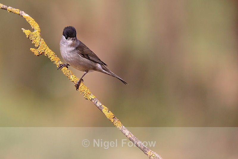 Eurasian Blackcap (male) perched, Claret, Spain - Eurasian Blackcap