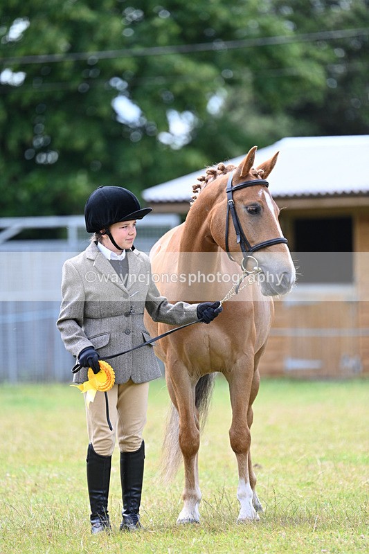 WJ7_6758 - Class 5 Handsome Gelding in hand