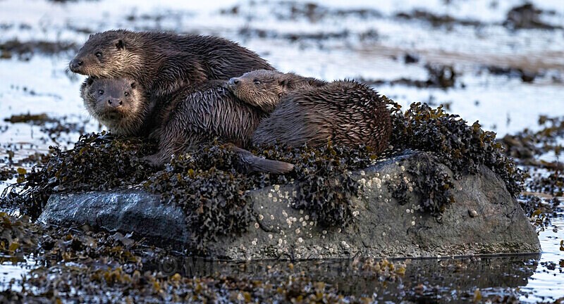 Otter mum and two cubs, Isle of Mull, Scotland - LATEST... Isle of Mull Otters and Landscapes December 2022 & Seal Pups from Donna Nook, Lincs