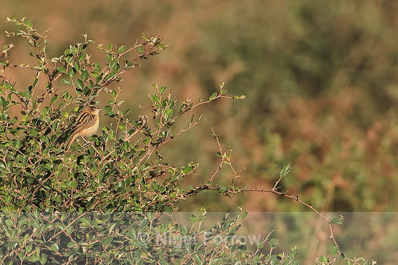Zitting Cisticola perched in bush, Panna, Madhya Pradesh, India - Zitting Cisticola