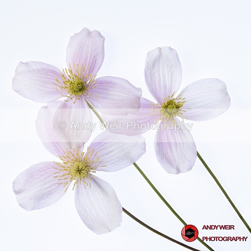 190423-untitled-1L4A1007-Edit-Edit - Plants & Flowers