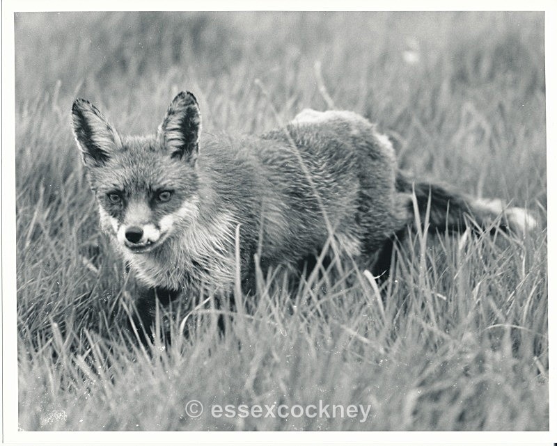  - Local residents of the hairy kind Benfleet and Essex