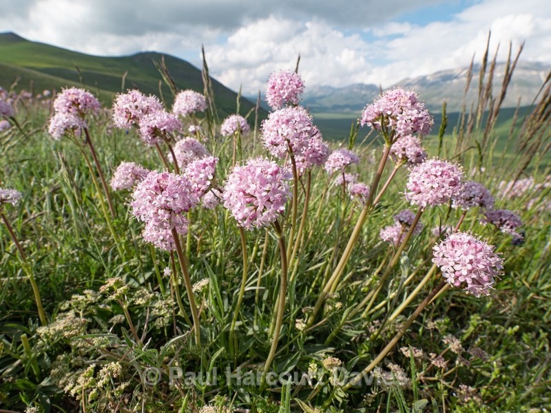 Mountain Valerian (Valerianella montana) - Flowers in the Landscape - 2