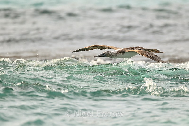 Blue-footed Booby low over sea during dive, San Cristobal, Galapagos - Blue-footed Booby