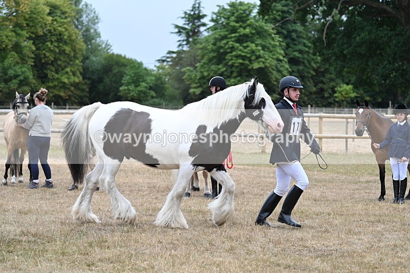WJ7_9624 - Class 5 Most Handsome Gelding (up to 14.2hh)