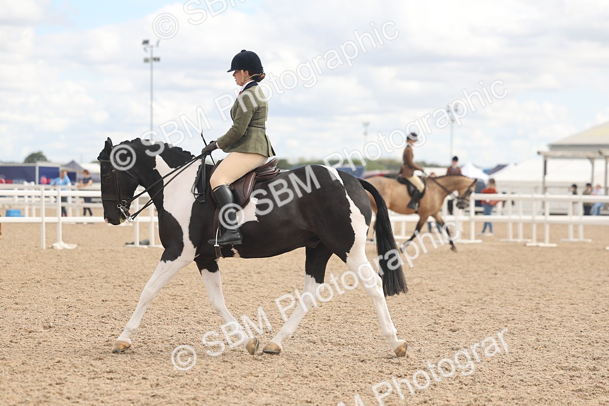 SBM_14764 - Class 308 - Ridden Coloured Horse
