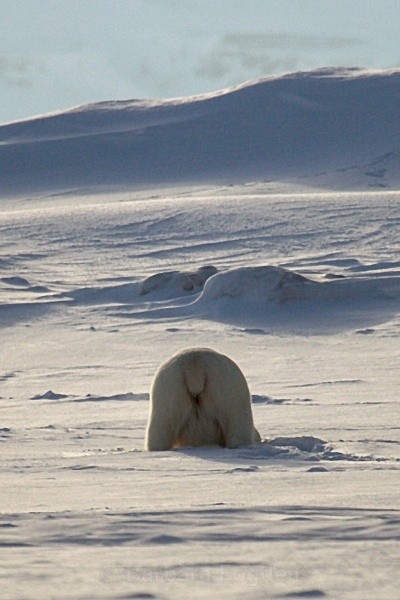 Polarbear 5547 - Wildlife