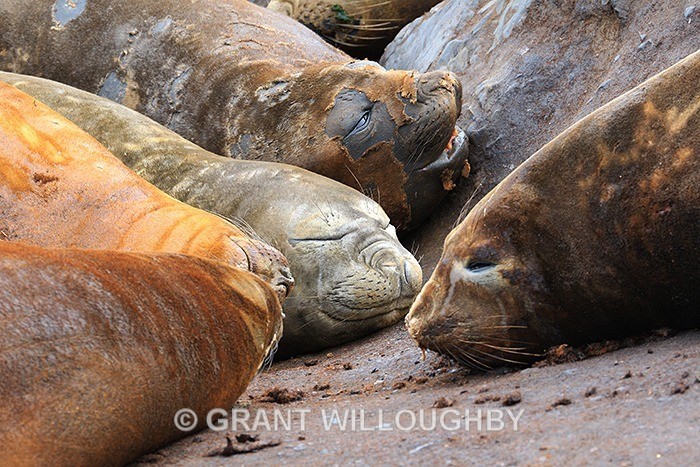 Pealing feeling   Moulting time - Antartica