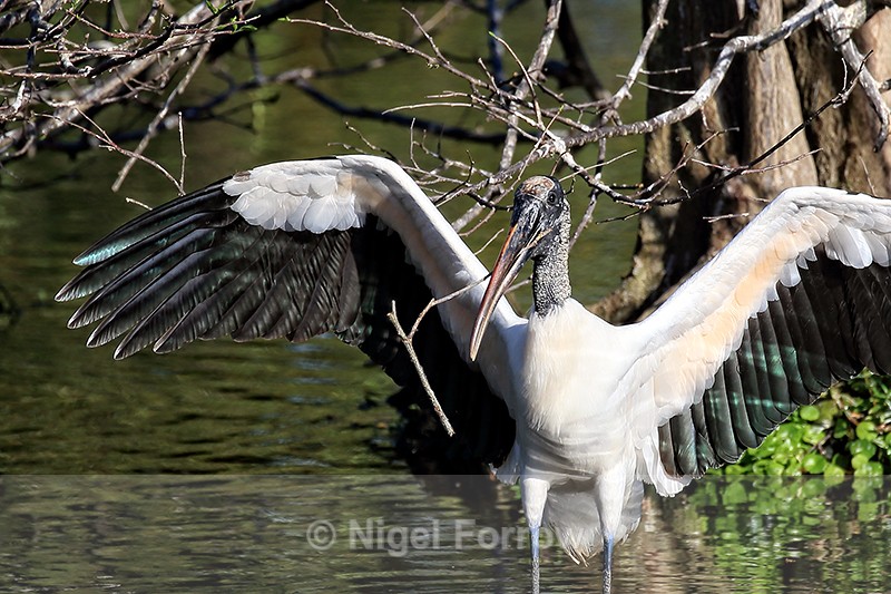 Wood Stork with wings spread, Wakodahatchee Wetlands, Florida - Wood Stork