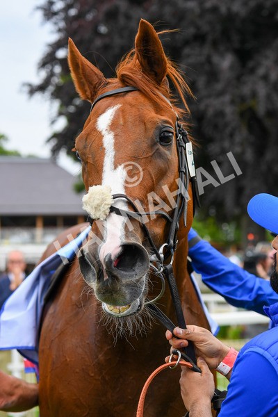 170623-Race 2-Wild Lion-0398 - Race 2 2.35pm Sky Bet Handicap