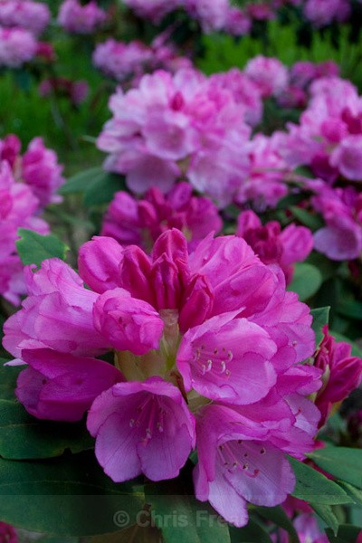  - Dabton Gardens