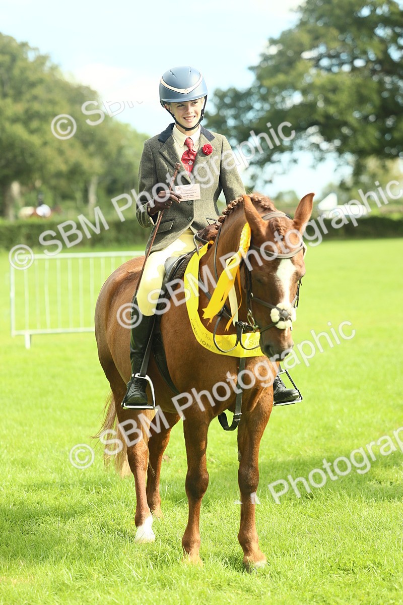 SBM_44821 - S31 - Working Hunter Pony