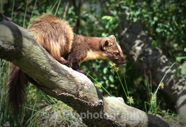  - Natures Photos with Bob Brind-Surch.