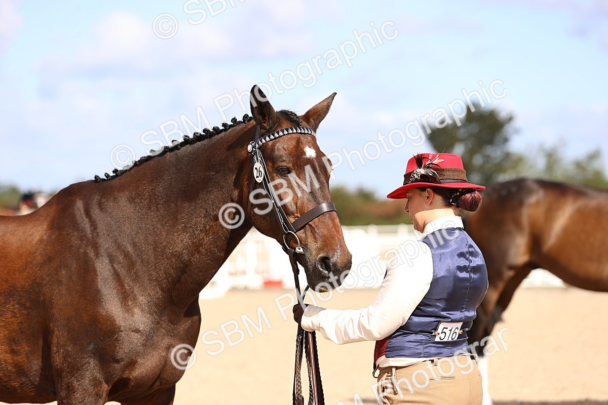 SBM_11531 - Class 407 - IH Hack-Riding Horse