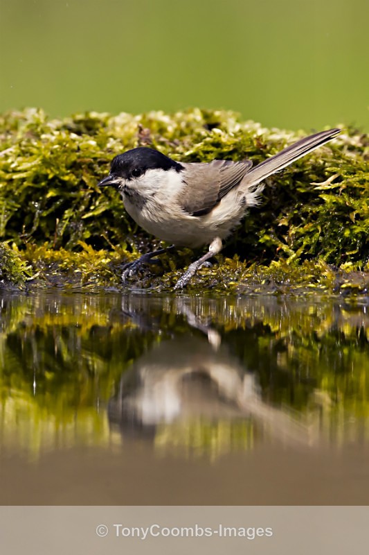 Marsh Tit - Drinking Pool Hides