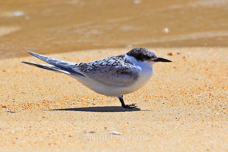 Juvenile White-fronted Tern, Abel Tasman, New Zealand - White-fronted Tern