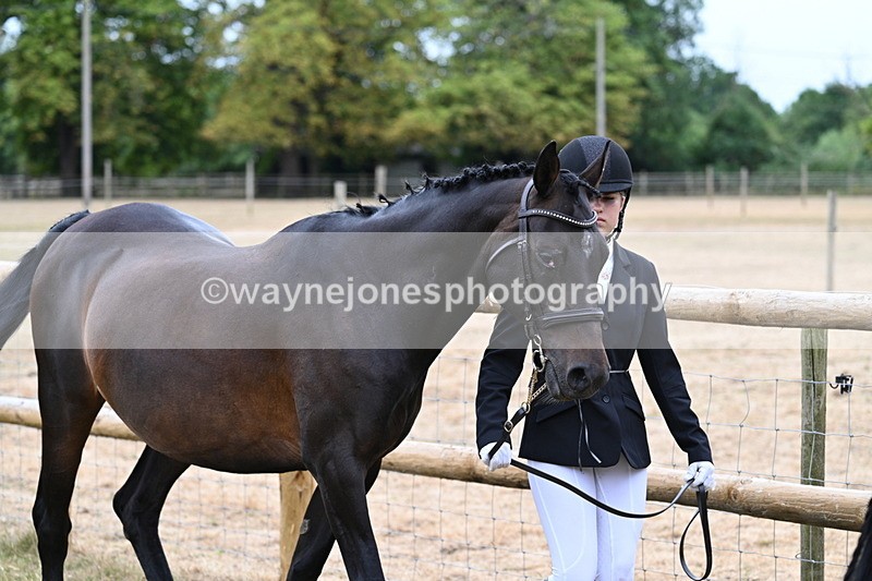 WJ7_9095 - Class 4a Prettiest Mare 14.2hh and over