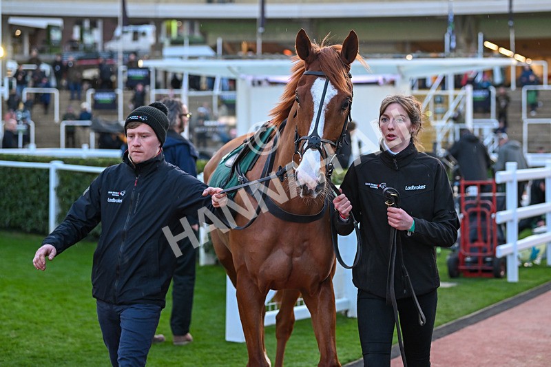 171124-Race 6-Paddock-Fortune De Mer-4512 - Race 6