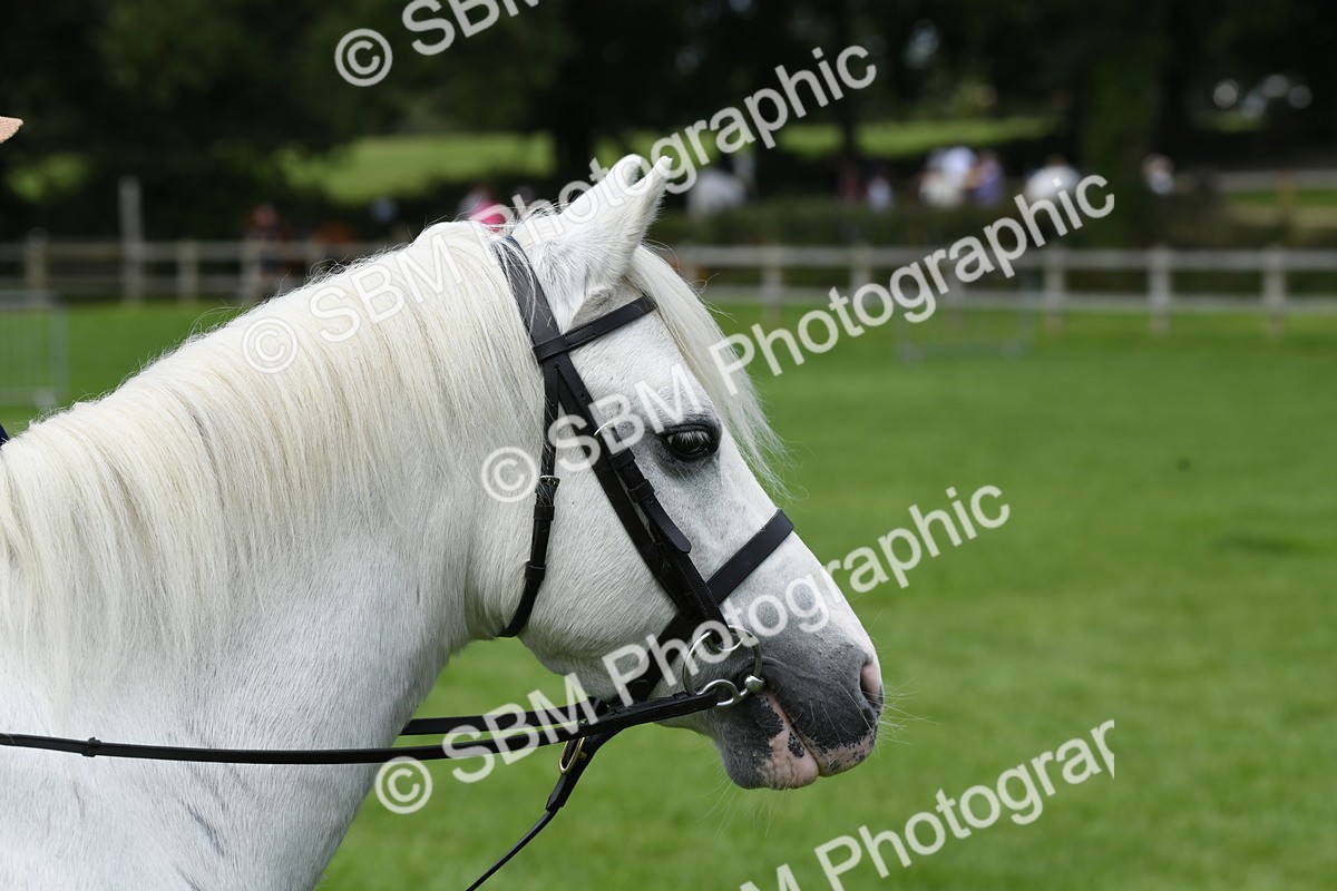 SBM_42550 - S20 - Lead Rein Mountain & Moorland Pony