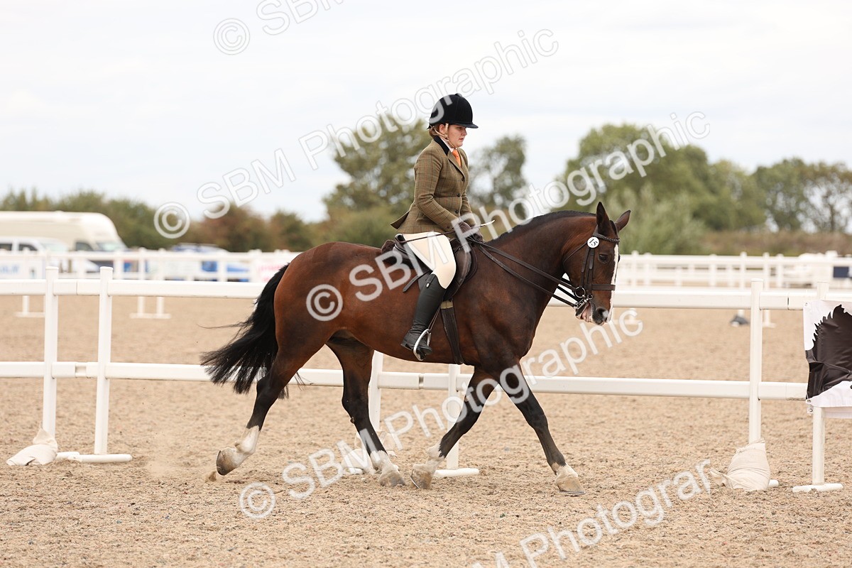 SBM_19515 - Class 215 - Ridden Show cob