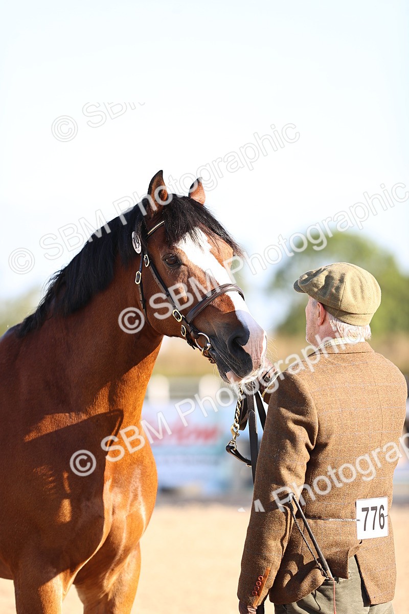 SBM_08359 - Class 401 - IH Veteran Horse