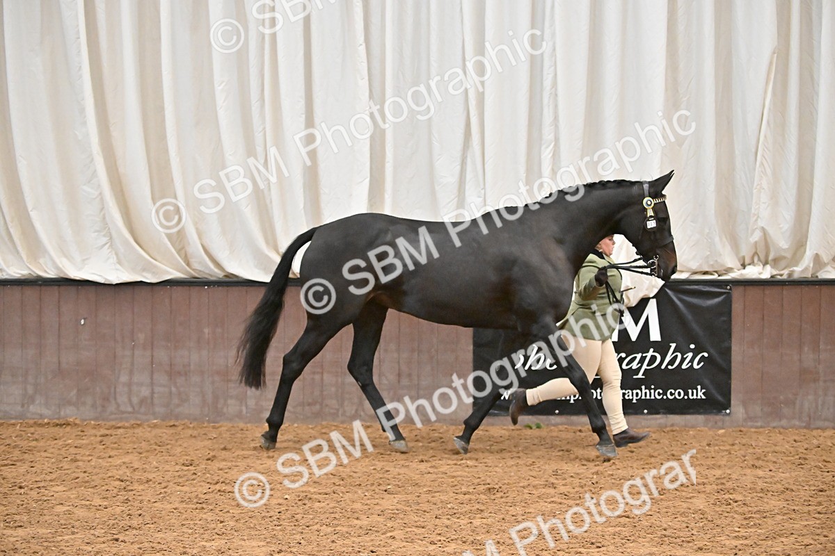 SBM_000123 - Class 6 - BSHA In Hand Racehorse to Show Horse