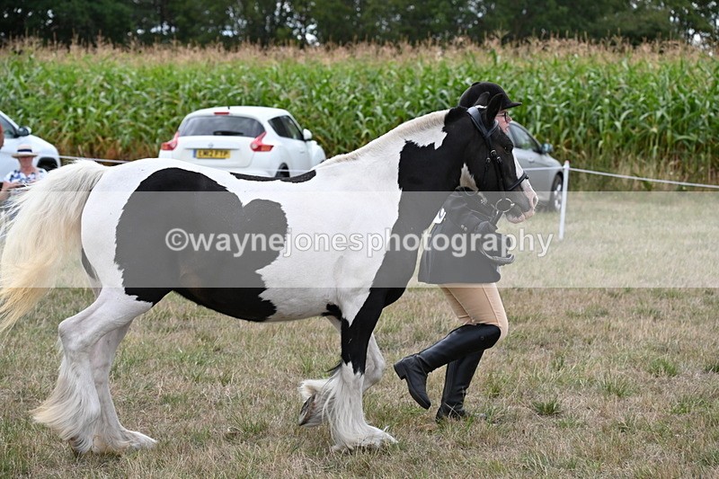 WJ6_5725 - Class 18 In-hand Coloured