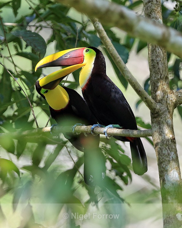 Yellow-throated Toucans allopreening, Costa Rica - Yellow-throated Toucan
