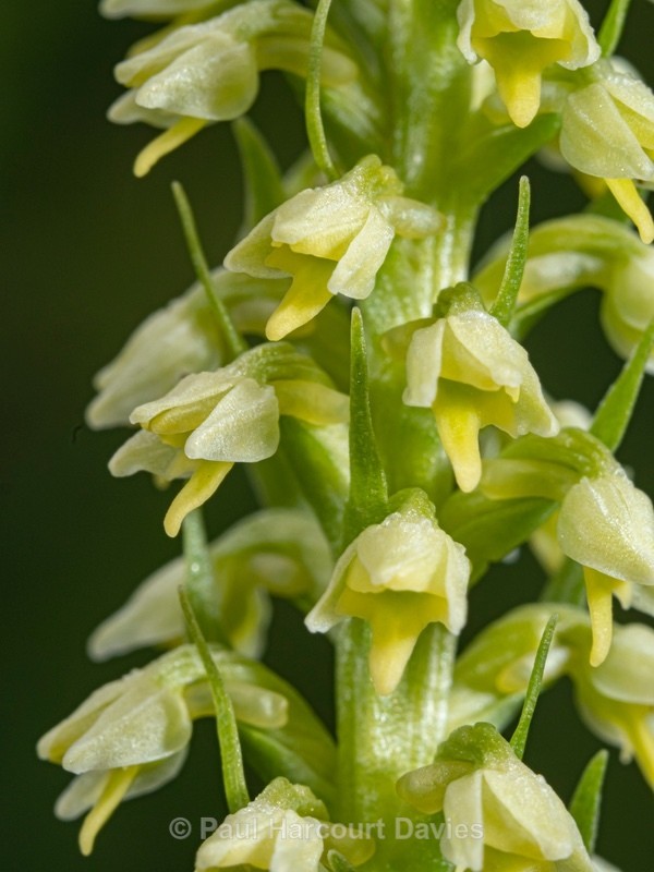 Small wihte orchid (Gymnadenia albida) also Pseudorchis albida and leucorchis albida - Wild Orchids