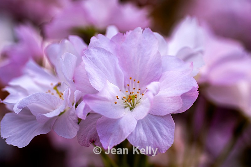 Cherry Blossom - DSC_8378 - White